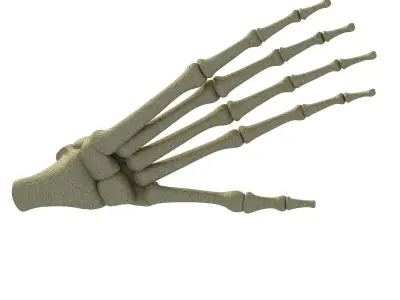 Detailed Animal Foot Bones 3D model