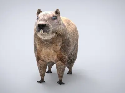 GROUNDHOG Low-poly 3D model