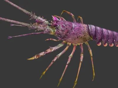 lobster Australian lobster Low-poly 3D model