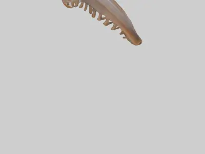 Squirrel Rib 3D model