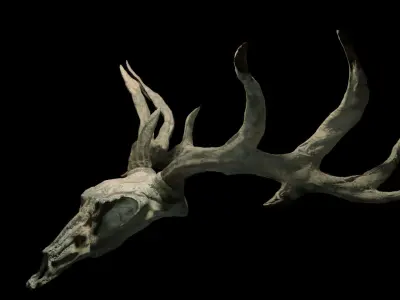 Deer skull with Antlers 3D model