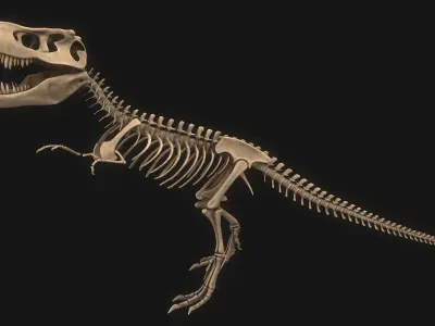 T-rex Skeleton 3D model