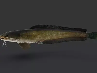 Amur Catfish Animated 3D model
