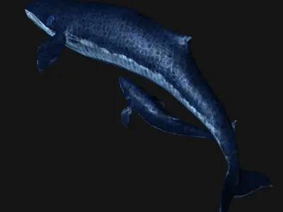 Blue Whales sea animals calves simple animal 3D model