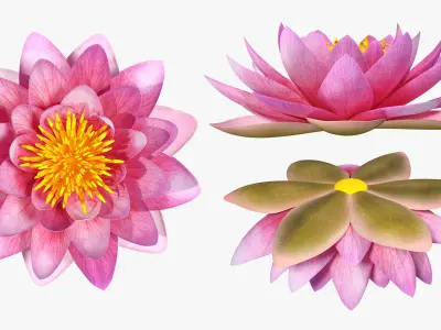 Blooming Nymphaea Siam Purple 3D model