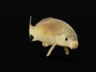 Black Buffalo Fish Low-poly 3D model