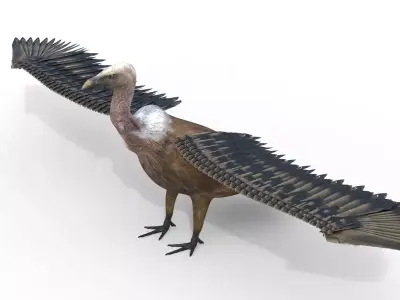 Vulture Bird Rigged 3d model Free 3D model