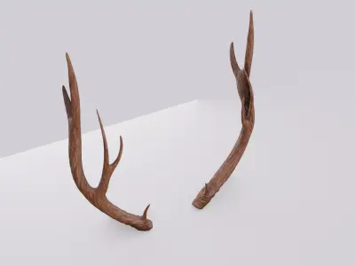Deer Antlers Free 3D model