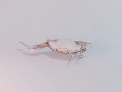 3d photogrammetrized crab model Free 3D model