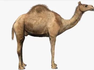Camel Rigged No fur 3D 3D model