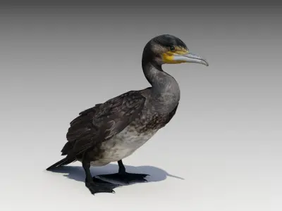Great Cormorant Low-poly 3D model
