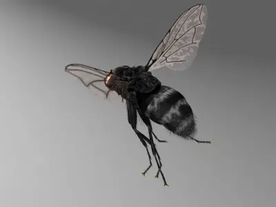 Fly - rigged 3D model