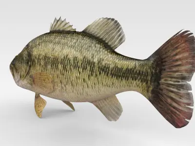 Bass Fish 3D model