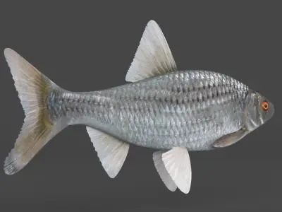 Fish Vobla 3D model