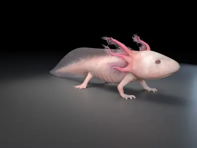 Axolotl - Salamander 3D model