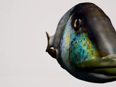 Snapper Mediterranean sea fish rigged animated Low-poly 3D model