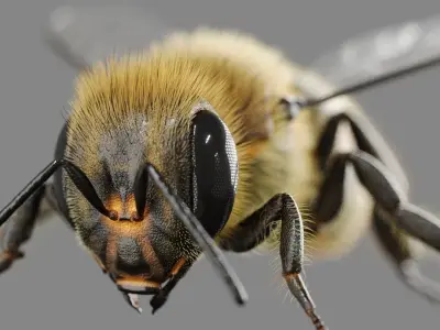 Bee 3D model 3D model