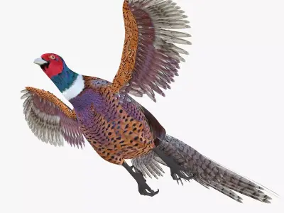 Pheasant bird rigged 3d model Low-poly 3D model