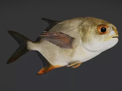 Realistic Pompano - Butterfish - Pomfret Animated 3D model