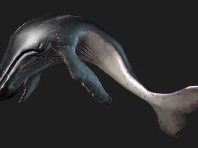 Whale-Animated 3D model