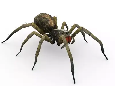 Wolf Spider Animated Low-poly 3D model