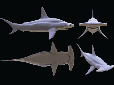 Shark Hammerhead Sphyrnidae 3D model