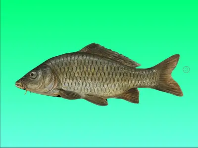 River Fish Collection  Low-poly 3D model