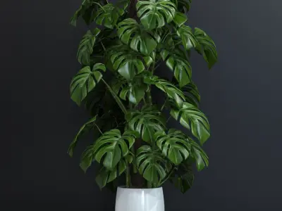 Mostera 3D model