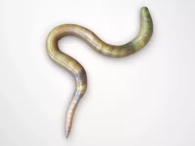 Green Worm 3D model