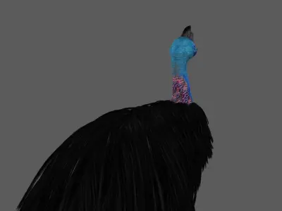 Cassowary struthio casuarius 3D model