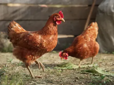 Red Hen Animated VFX Grace 3D model