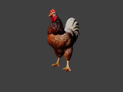 Chicken  Low-poly 3D model