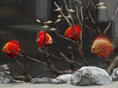 Aquarium discus fish 3D model