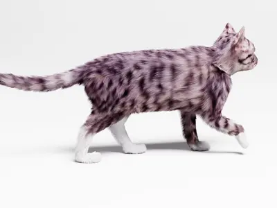 Domestic Cat  3D model