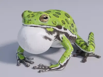 Barking Treefrog Rigged Free low-poly 3D model