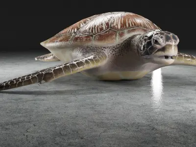 Turtle Low-poly 3D model