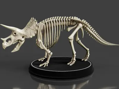 Triceratops Skeleton - Realistic Prehistoric Fossil 3D model