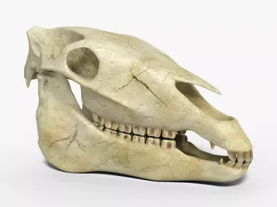 Horse skull Low-poly 3D model
