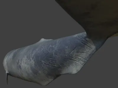 Sperm Whale Low-poly 3D model