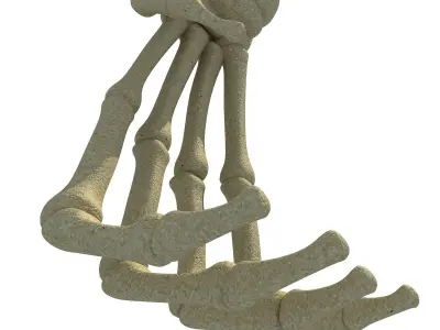 Bones of Animal Hand 3D model
