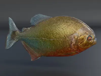 Piranha fish Free low-poly 3D model