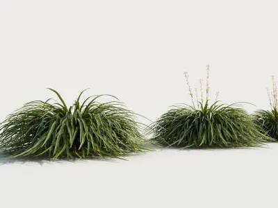 Hakonechloa macra a 3D model