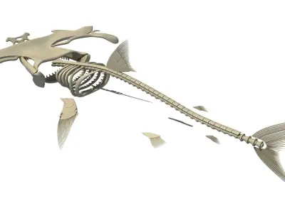 Set of Sharks Skeletons 3D model