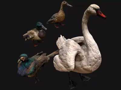 Birds set  Swan Ducks Pheasant Low-poly 3D model