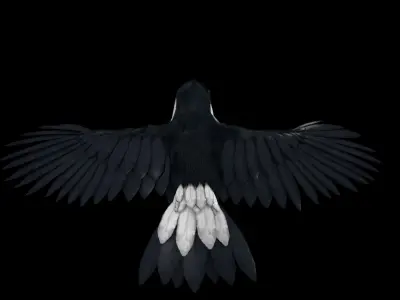 Ramphastos toco 3D model