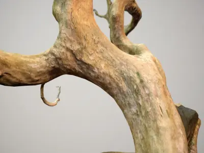 Curly tree Scan Low poly 3D model