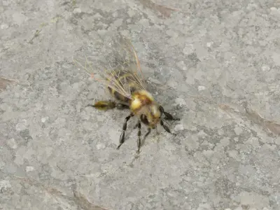 Honey bee Low-poly 3D model