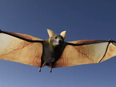 Bat - 3D Model 3D model