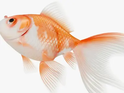 Goldfish Red White Veiltail 3D model