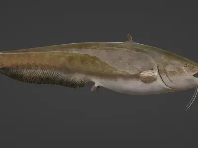 Catfish Realistic Animated Low-poly 3D model